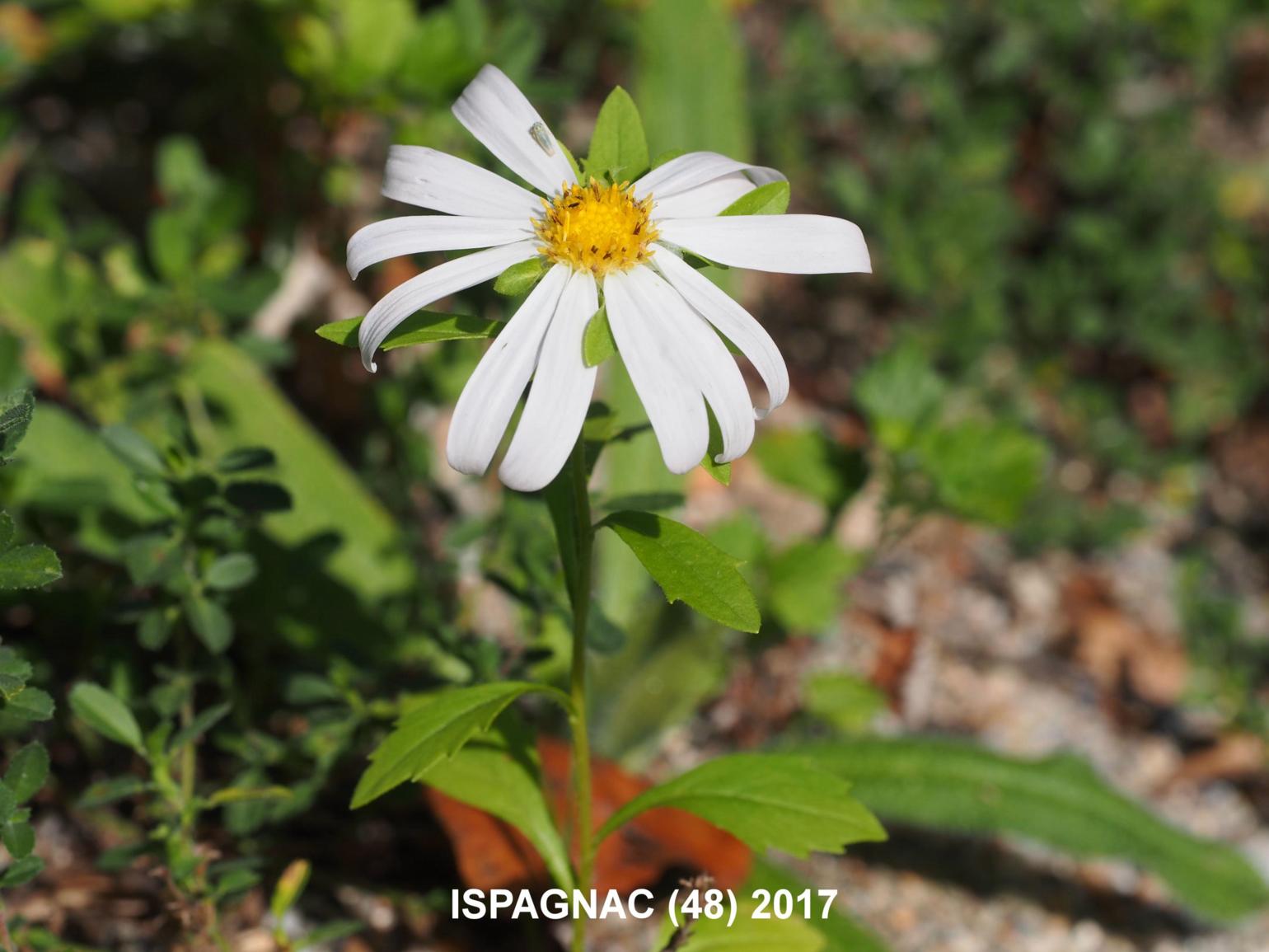 Reine-marguerite